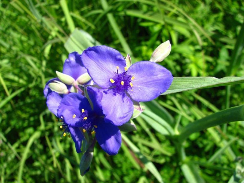 Tradescantia ohiensis - Ohio spiderwort, bluejacket, smooth spiderwort