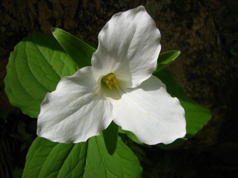 Trillium grandiflorum - large-flower trillium, white wakerobin, white trillium