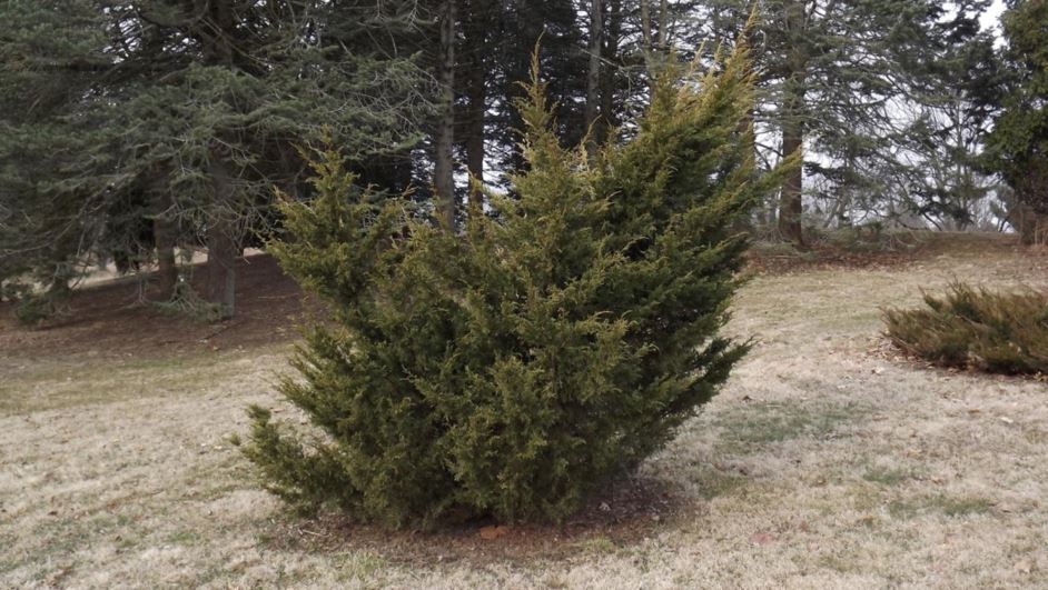 Juniperus chinensis 'Winter Gold' - Winter Gold Chinese juniper