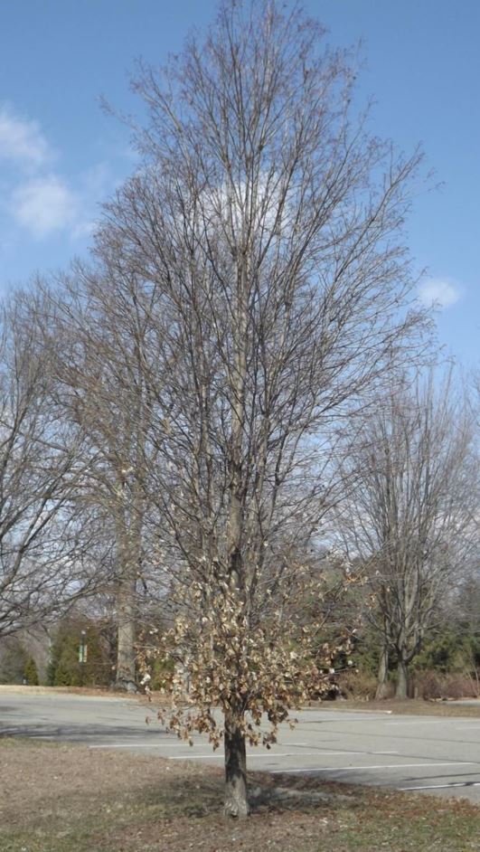 Acer Saccharum (caddo) - Caddo Sugar Maple 