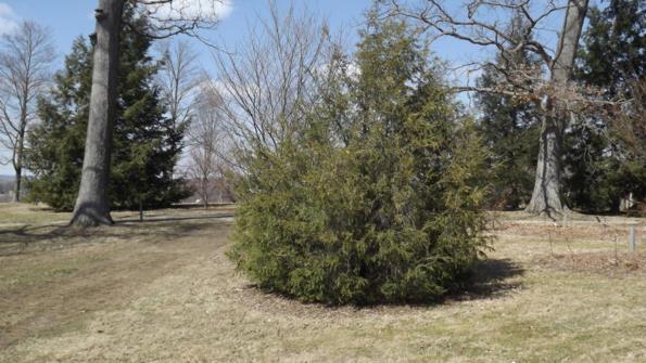 Tsuga chinensis - Chinese hemlock