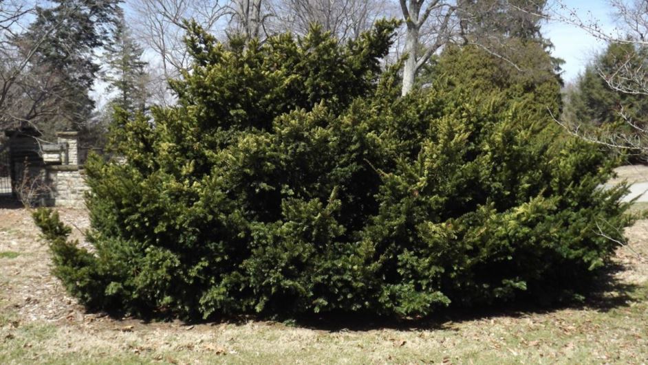 Taxus × media 'Berryhill' - Berryhill Anglo-Japanese yew
