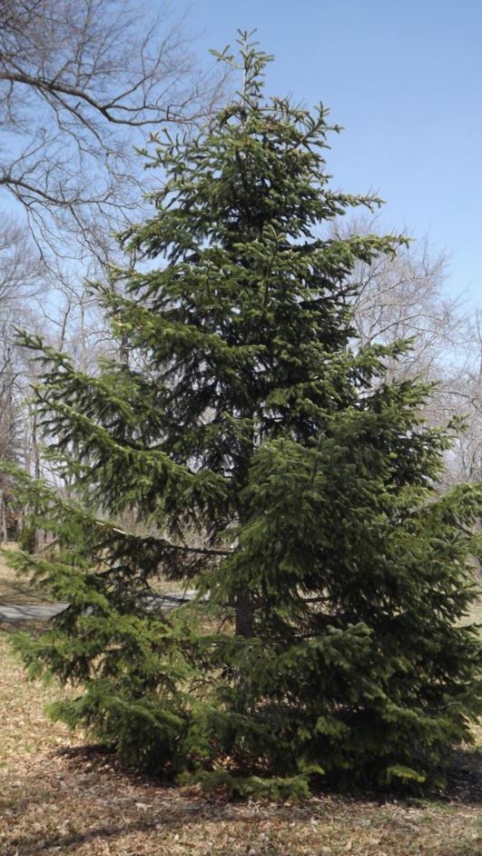 Abies nordmanniana subsp. equi-trojani - Turkey fir, Bornmueller fir