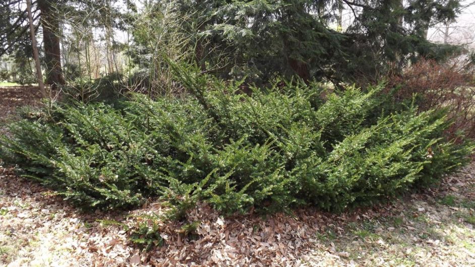 Taxus × hunnewelliana 'Richard Horsey' - Richard Horsey Hunnewell yew