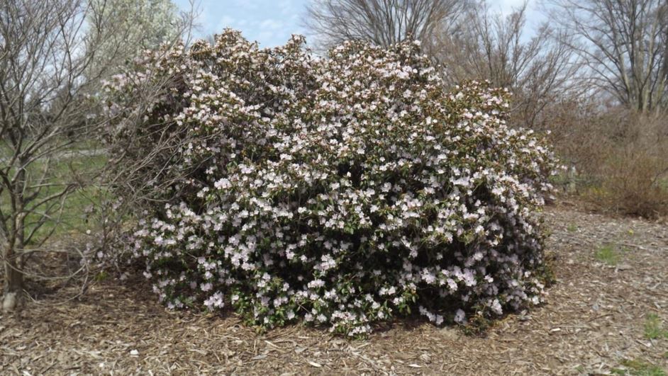 Rhododendron 'April Dawn' - April Dawn rhododendron | The Dawes Arboretum