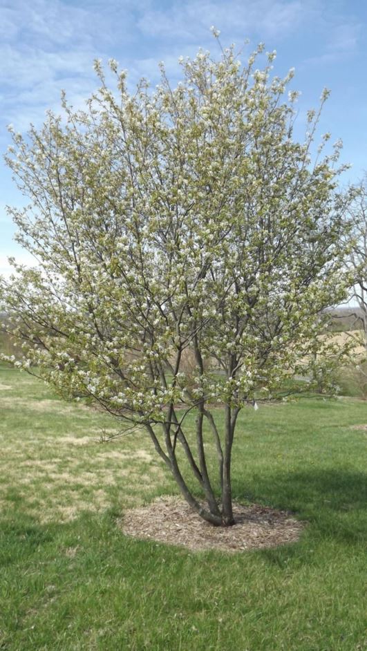 Amelanchier Canadensis - Shadblow Serviceberry, Canadian Serviceberry ...