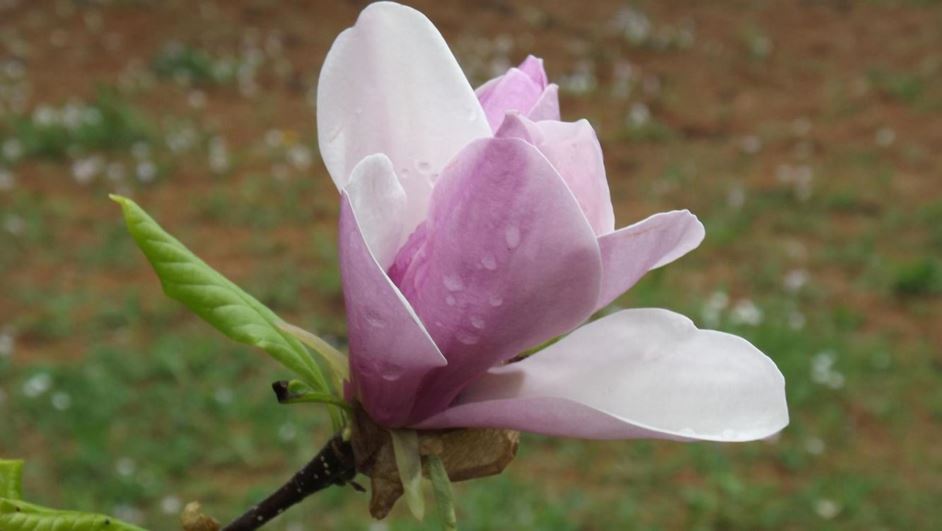 Magnolia 'Pinkie' - Pinkie magnolia