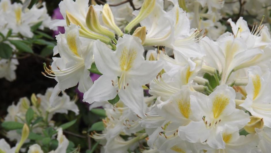Rhododendron 'Daviesii' - Davies azalea | The Dawes Arboretum