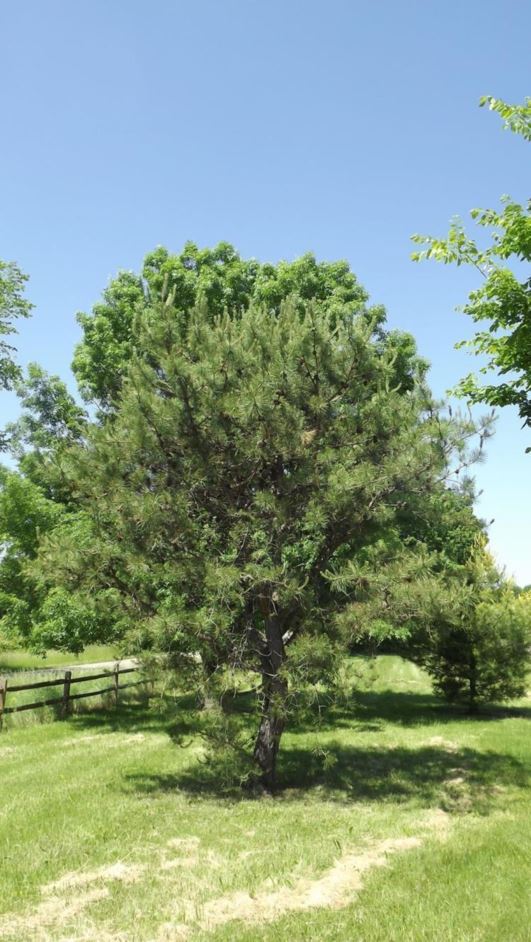 Pinus Rigida - Pitch Pine | The Dawes Arboretum