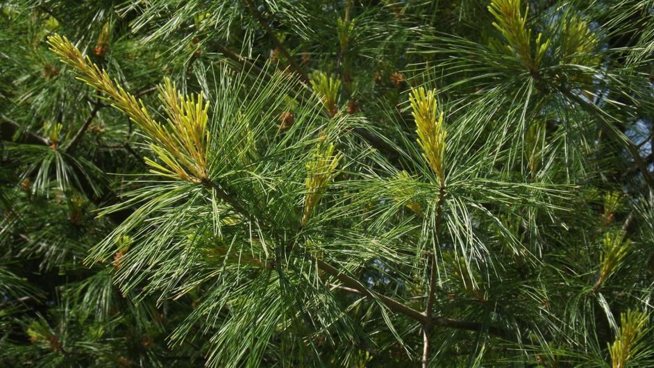 Pinus strobus 'Bergman's Variegated' - Bergman's Variegated eastern white pine