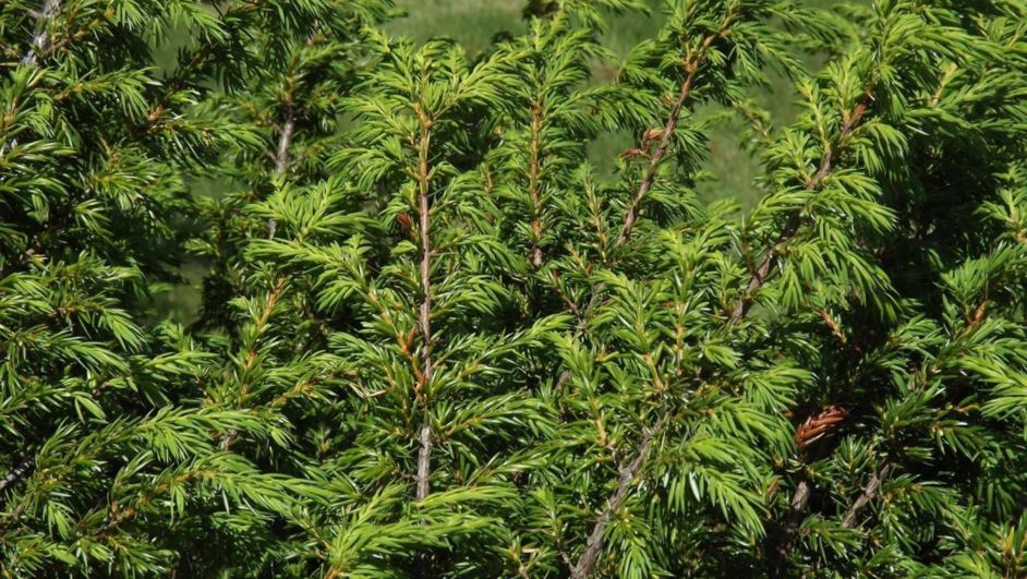 Juniperus communis 'Vase' - Vase common juniper