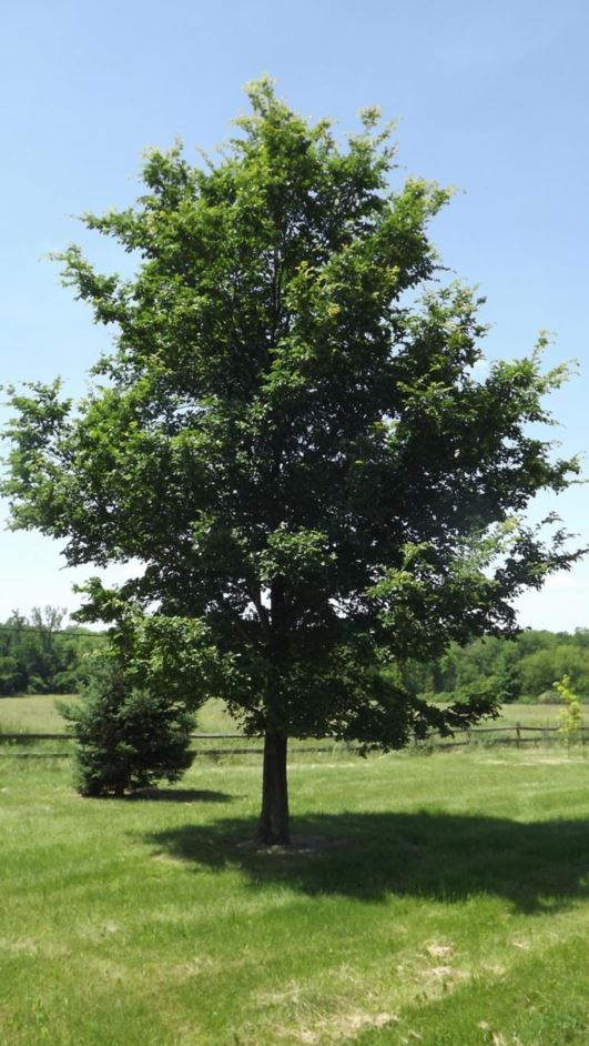 Ulmus davidiana - David elm | The Dawes Arboretum