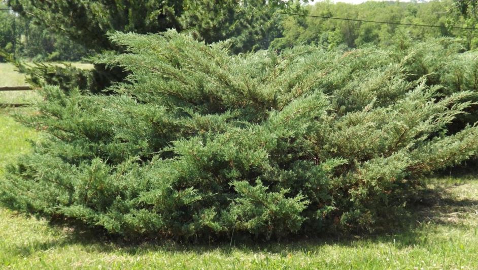Juniperus 'Hetzii' - Hetz blue juniper