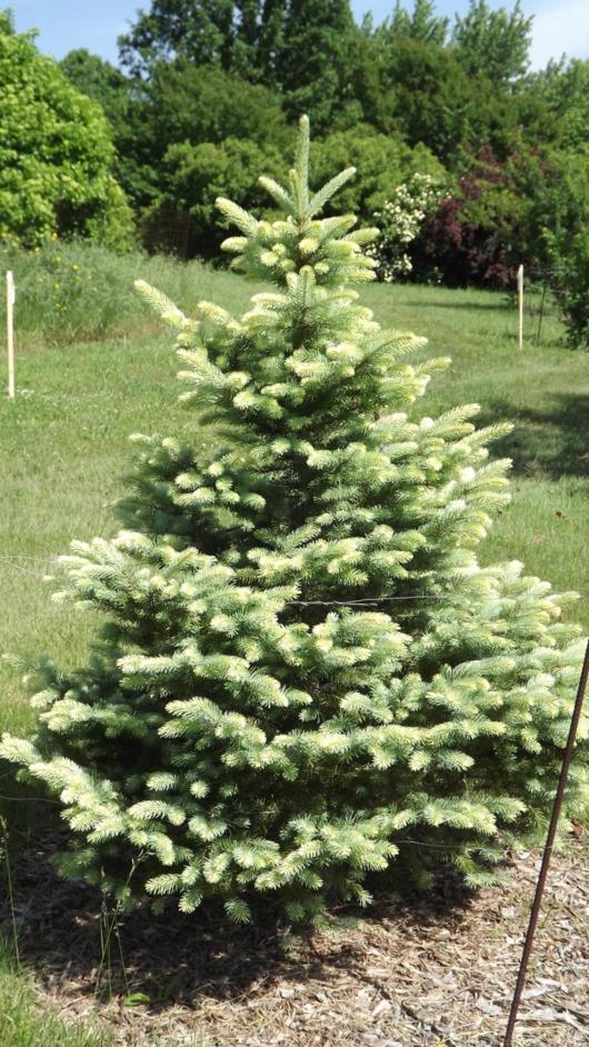 Picea pungens white ghost описание