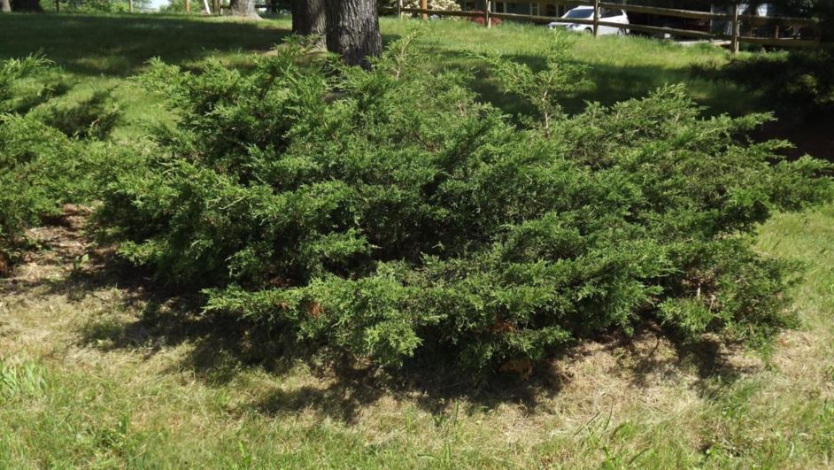 Juniperus sabina 'Knap Hill' - Knap Hill savin juniper