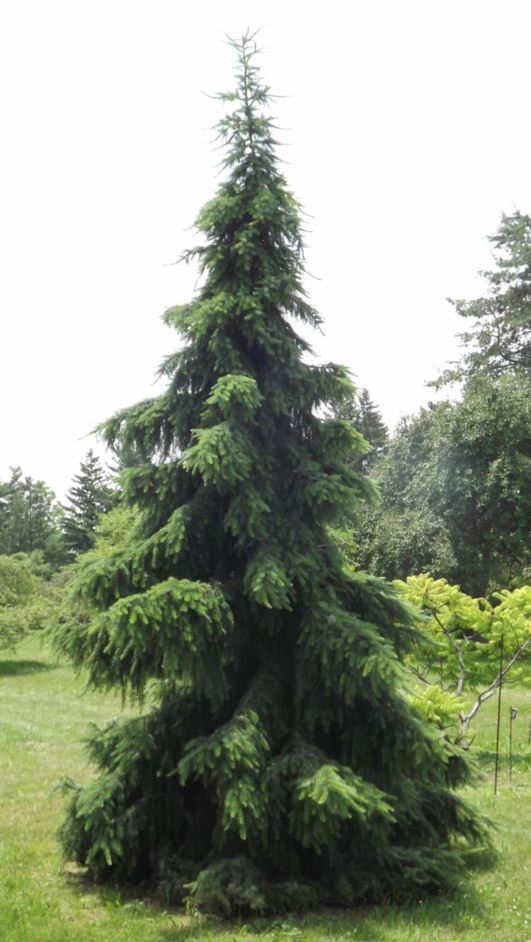 Picea omorika 'Berliner's Weeper' - Berliner's Weeper Serbian spruce