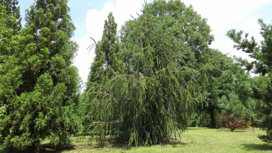 Picea abies 'Cranstonii' - Cranston Norway spruce | The Dawes Arboretum