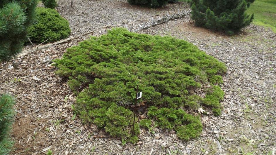 Juniperus sabina 'Monna' Calgary Carpet™ - Calgary Carpet™ savin juniper, Mini Arcade savin juniper