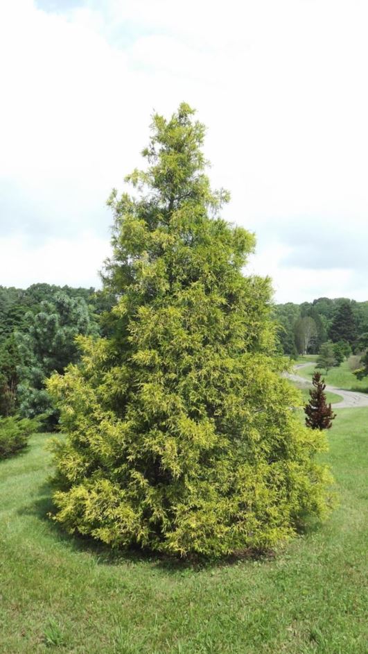 Chamaecyparis pisifera 'Filifera Aurea' - golden threadleaf sawara false cypress