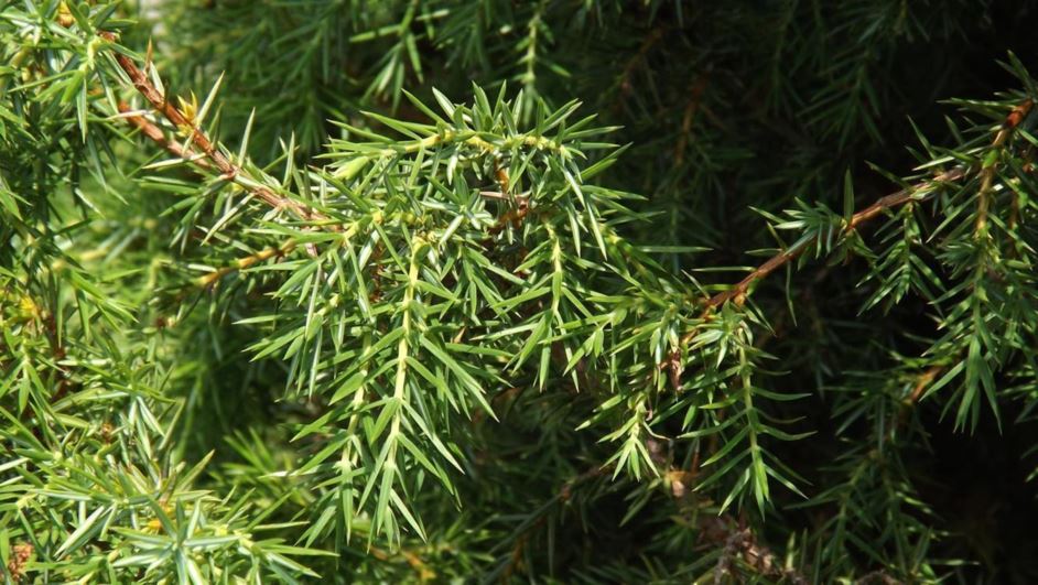 Juniperus communis 'Suecica' - Swedish juniper