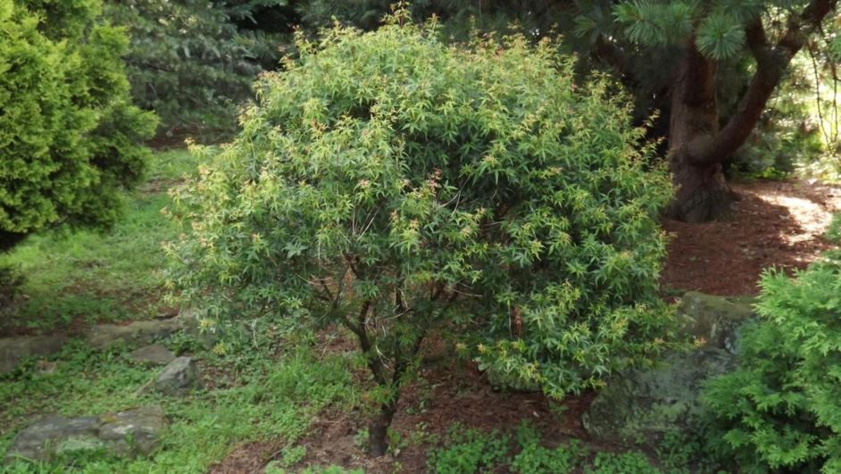 Acer palmatum 'Garyū' - Garyū Japanese maple