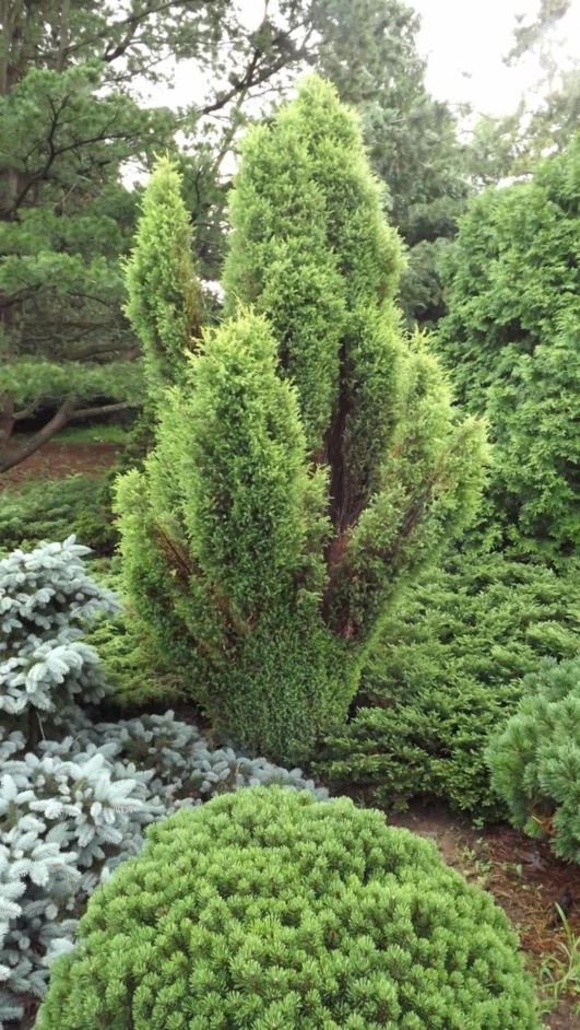 Juniperus communis 'Gold Cone' - Gold Cone common juniper