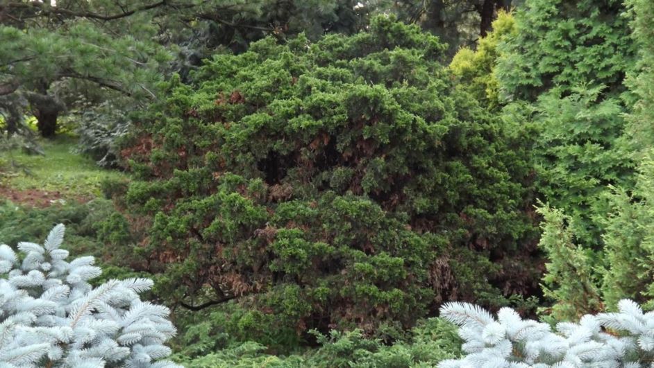 Juniperus virginiana 'Globosa' - globe eastern redcedar