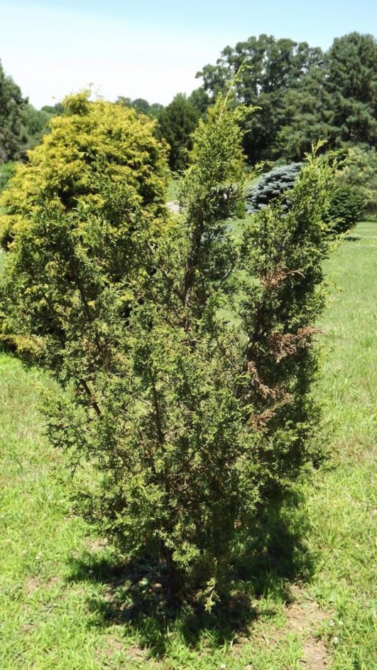 Juniperus chinensis 'Mas' - Mas Chinese juniper