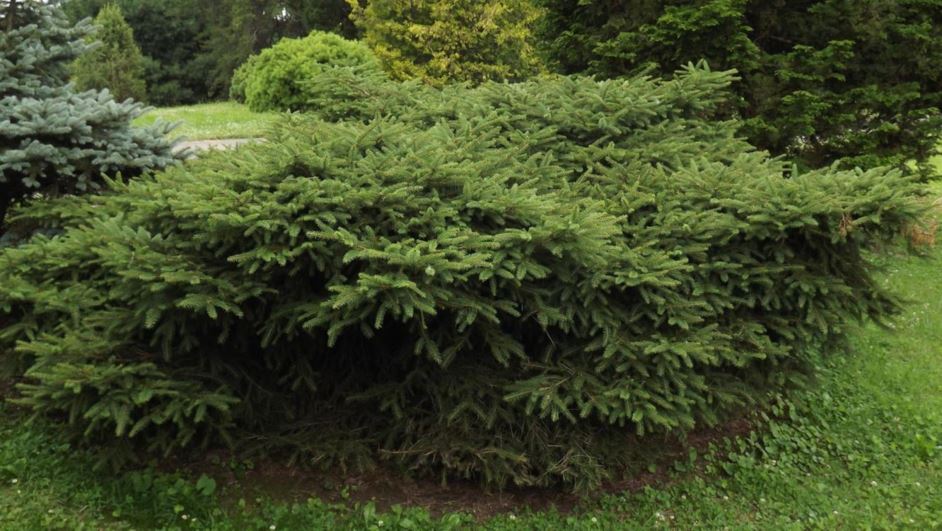 Picea abies 'Hornibrookii' - Hornibrook Norway spruce