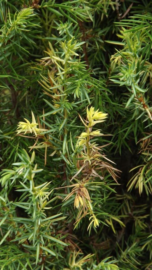 Juniperus communis 'Tage Lundell' - Tage Lundell common juniper