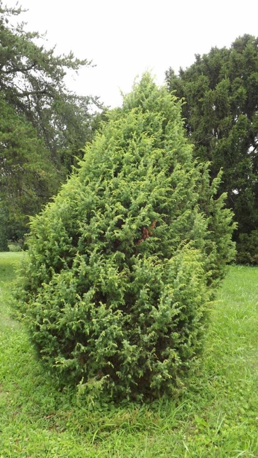 Juniperus communis 'Golden Schnapps' - Golden Schnapps common juniper