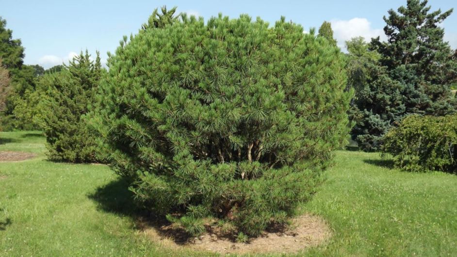 Pinus densiflora 'Heavy Bud' - Heavy Bud Japanese red pine