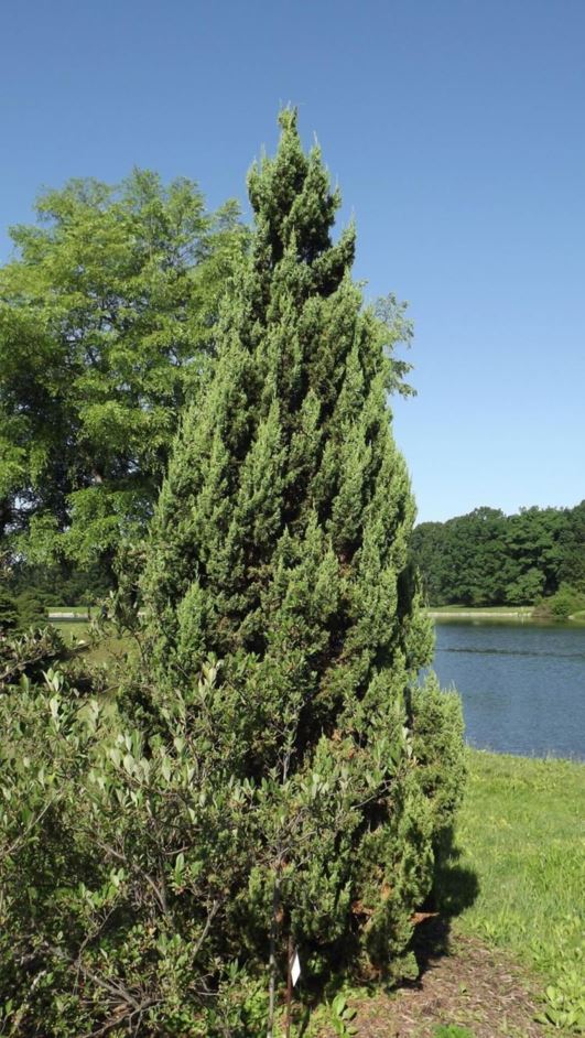 Juniperus chinensis 'Trautman' - Trautman Chinese juniper