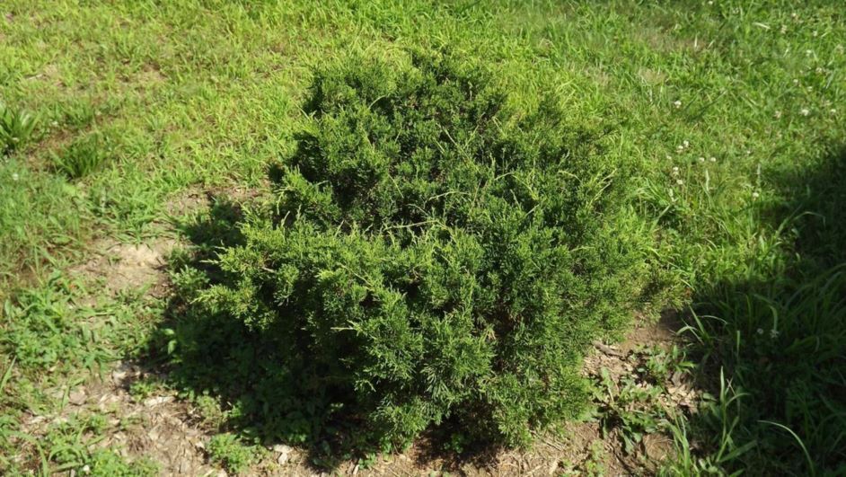 Juniperus chinensis 'Pfitzeriana Nana Globosa' - dwarf globe Pfitzer Chinese juniper
