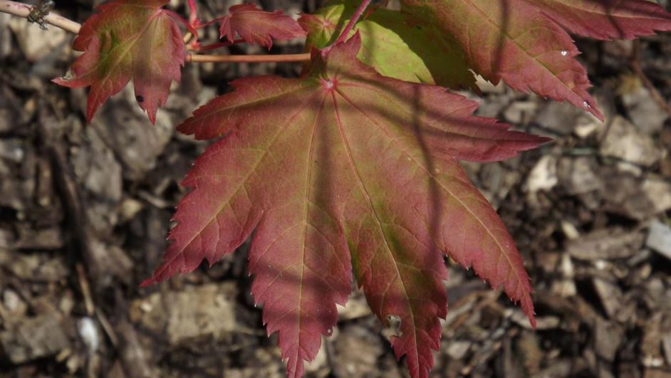 Acer japonicum - fullmoon maple