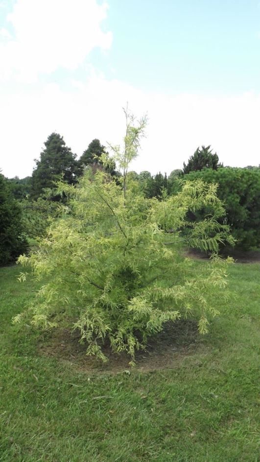 Taxodium distichum 'Peve Yellow' - Peve Yellow bald-cypress