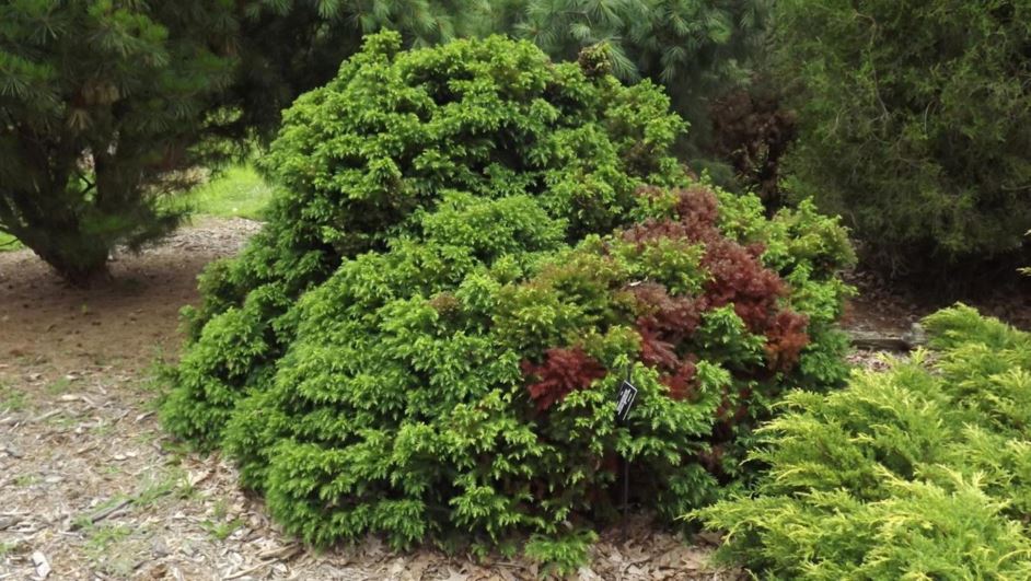 Cryptomeria japonica 'Elegans Nana' dwarf plume Japanesecedar The