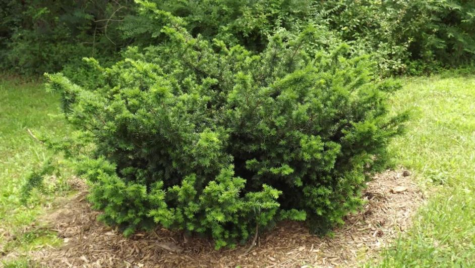 Taxus cuspidata 'Winston Peters' - Winston Peters Japanese yew