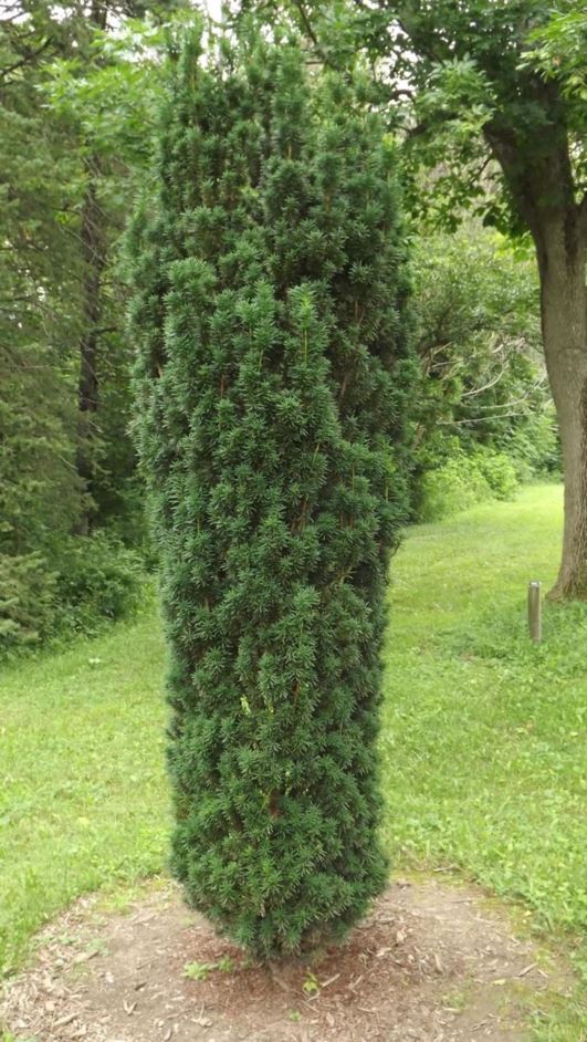Taxus × media 'Grandifolia' - bigleaf Anglo-Japanese yew