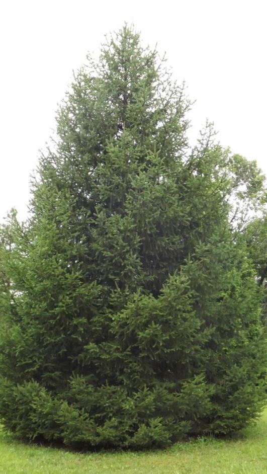 Picea jezoensis - Yeddo spruce