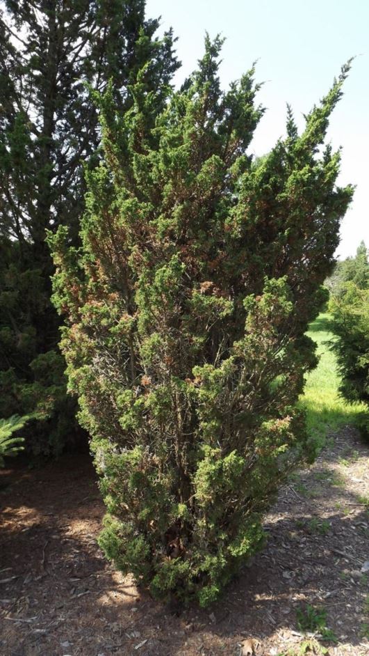 Juniperus chinensis 'Blaauw' - Blaauw Chinese juniper
