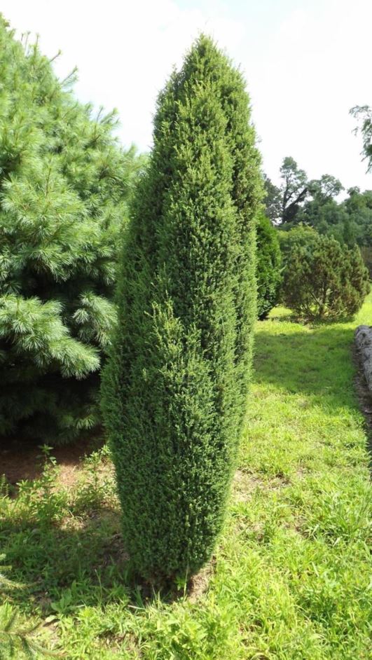 Juniperus communis 'Hibernica' - Irish juniper, compressed common juniper