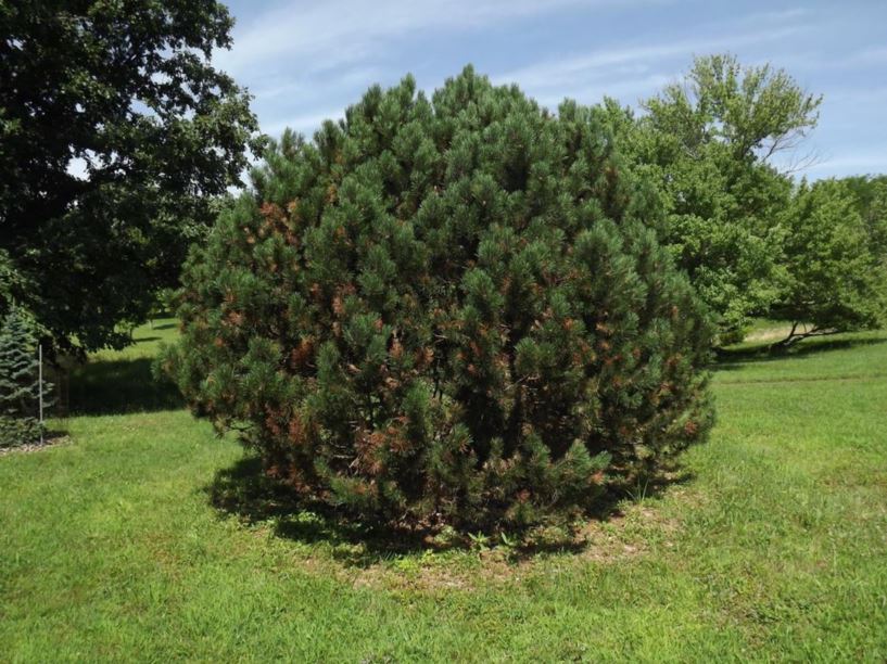 Pinus leucodermis Bosnian pine, Heldreich pine The Dawes Arboretum