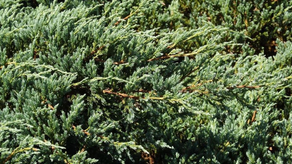 Juniperus squamata 'Blue Carpet' - Blue Carpet singleseed juniper