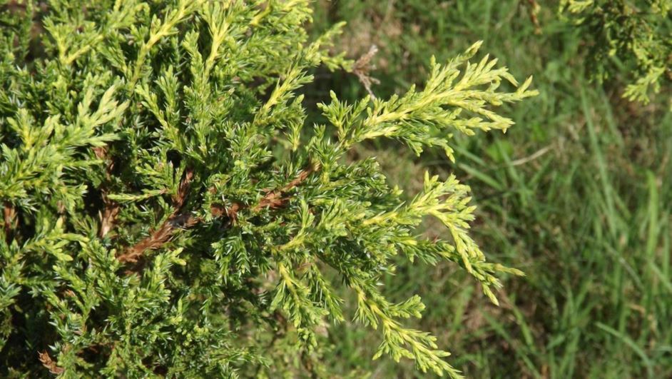 Juniperus chinensis 'Daub's Frosted' - Daub's Frosted Chinese juniper