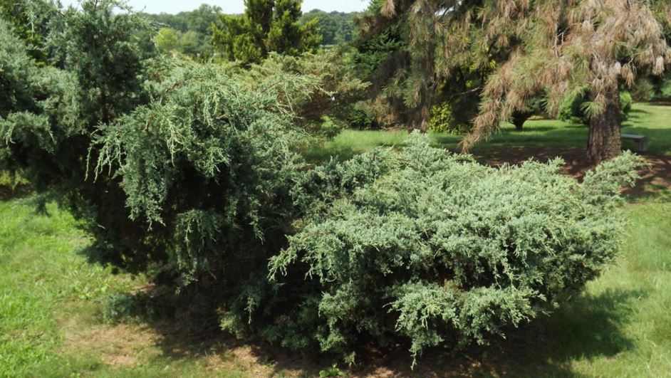 Juniperus chinensis 'Matthew's Blue' - Matthew's Blue Chinese juniper