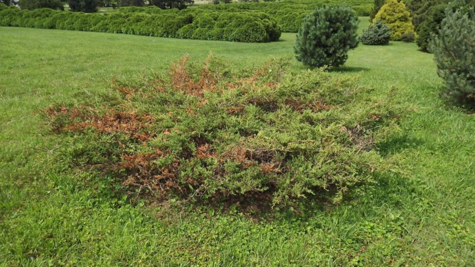 Juniperus virginiana 'Reptans' - creeping eastern redcedar