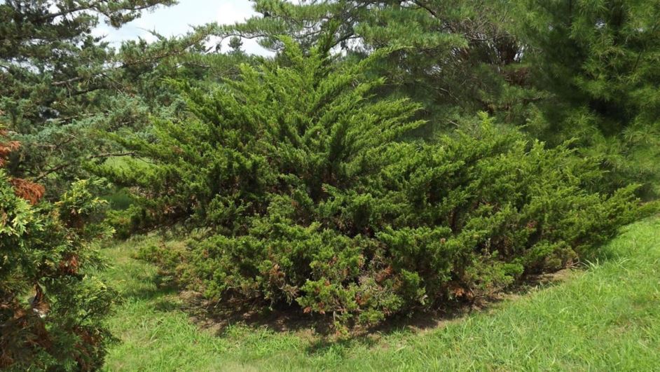 Juniperus virginiana 'Martha's Vineyard' - Martha's Vineyard eastern redcedar