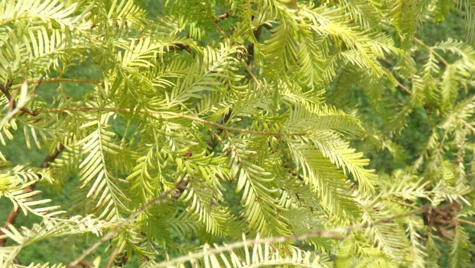 Metasequoia glyptostroboides 'Golden Dawn' - Golden Dawn dawn redwood