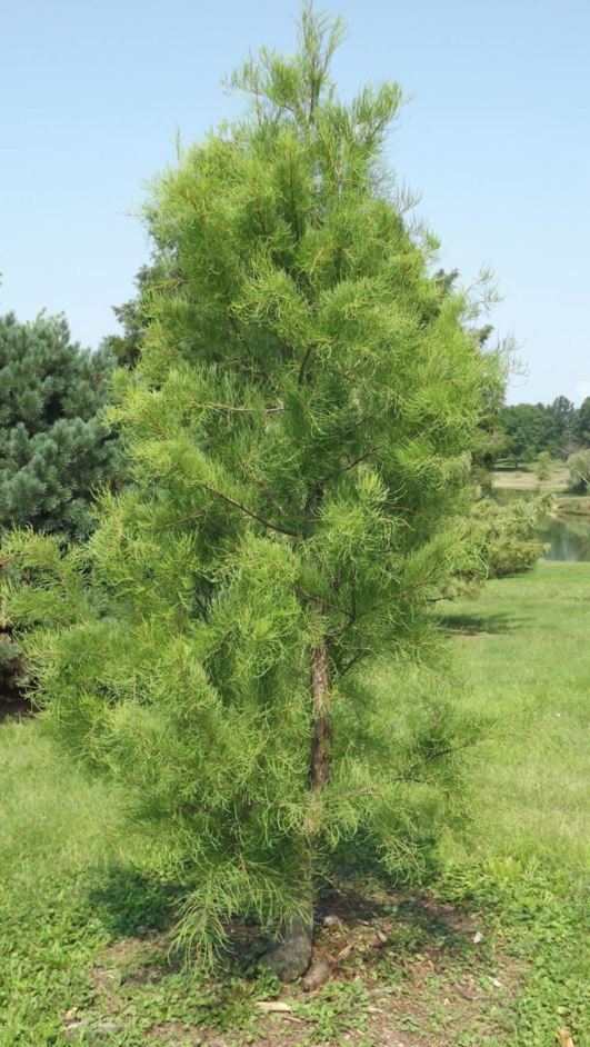 Taxodium ascendens 'Morris' Debonair® - Debonair® pond-cypress